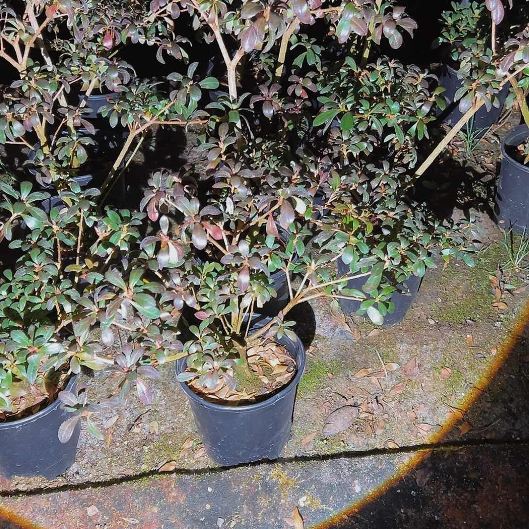 盆景皋月杜鹃品种若惠比须