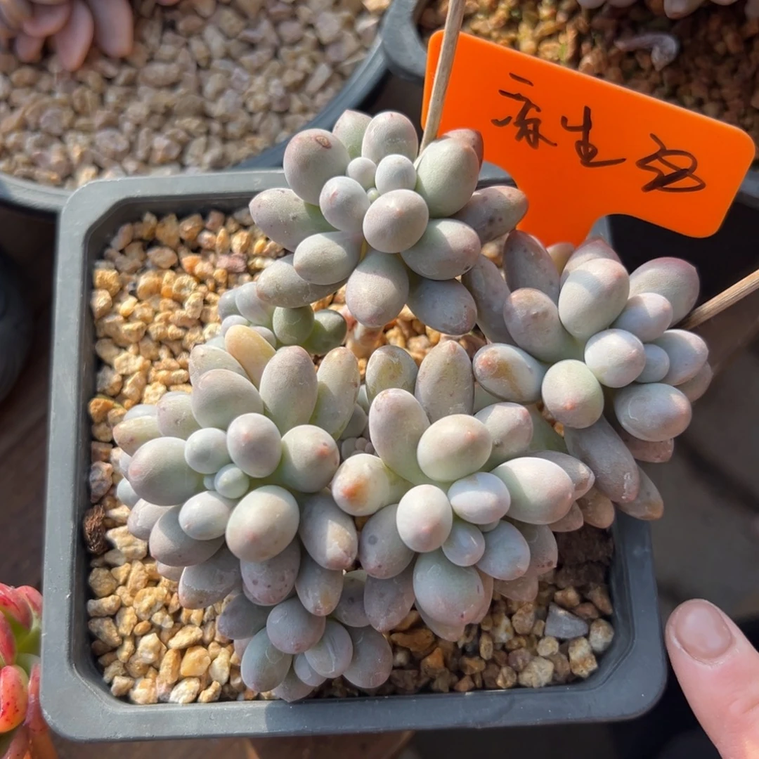 凉***…桃花奶11111111111111