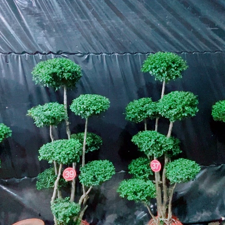 不开花植物一物一图一物一拍