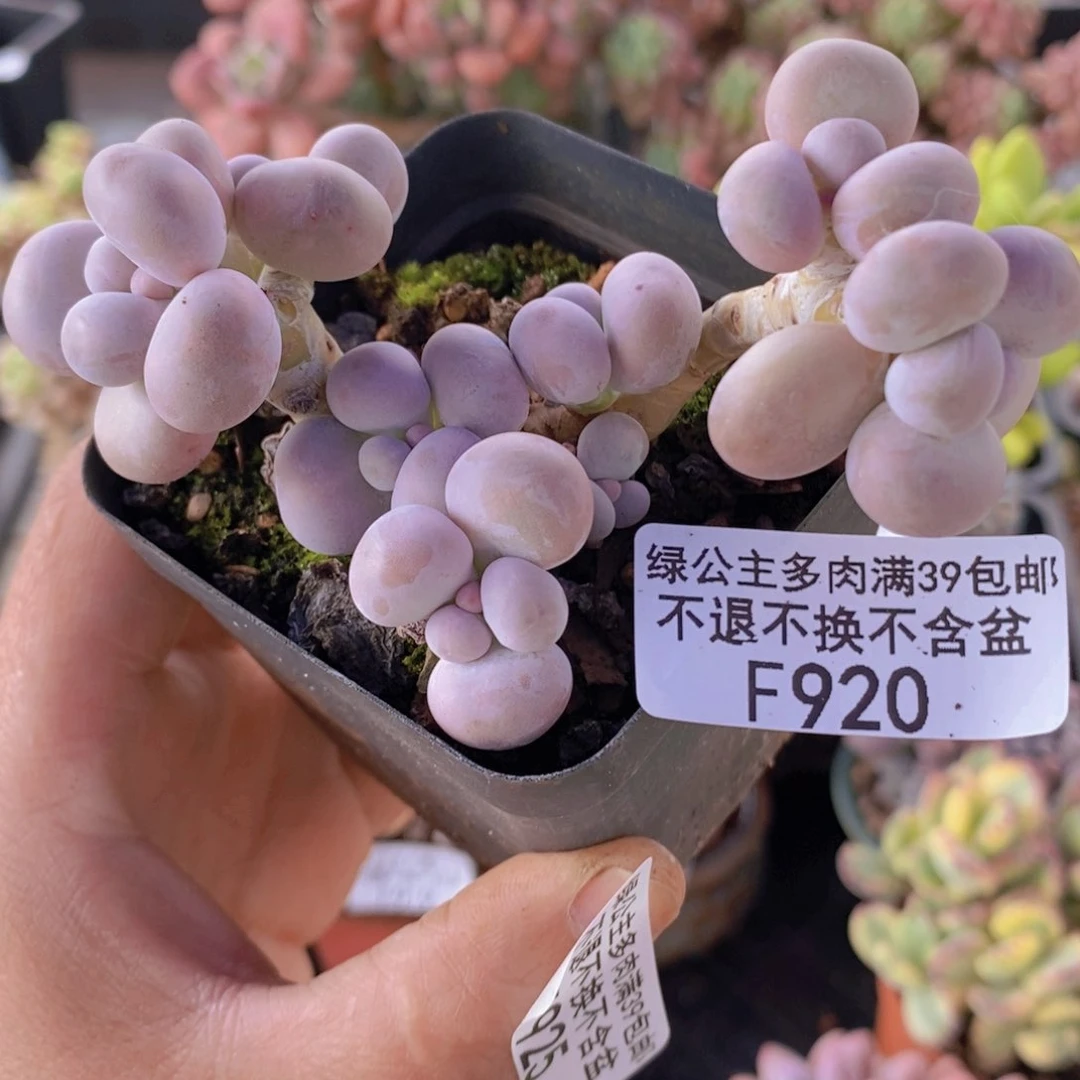 芭比奶洛7cm920多肉植物