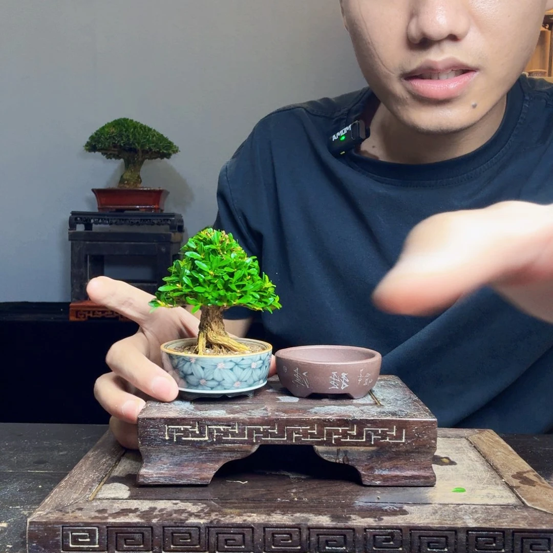 瓦***基无花朵黄杨盆景一物一拍