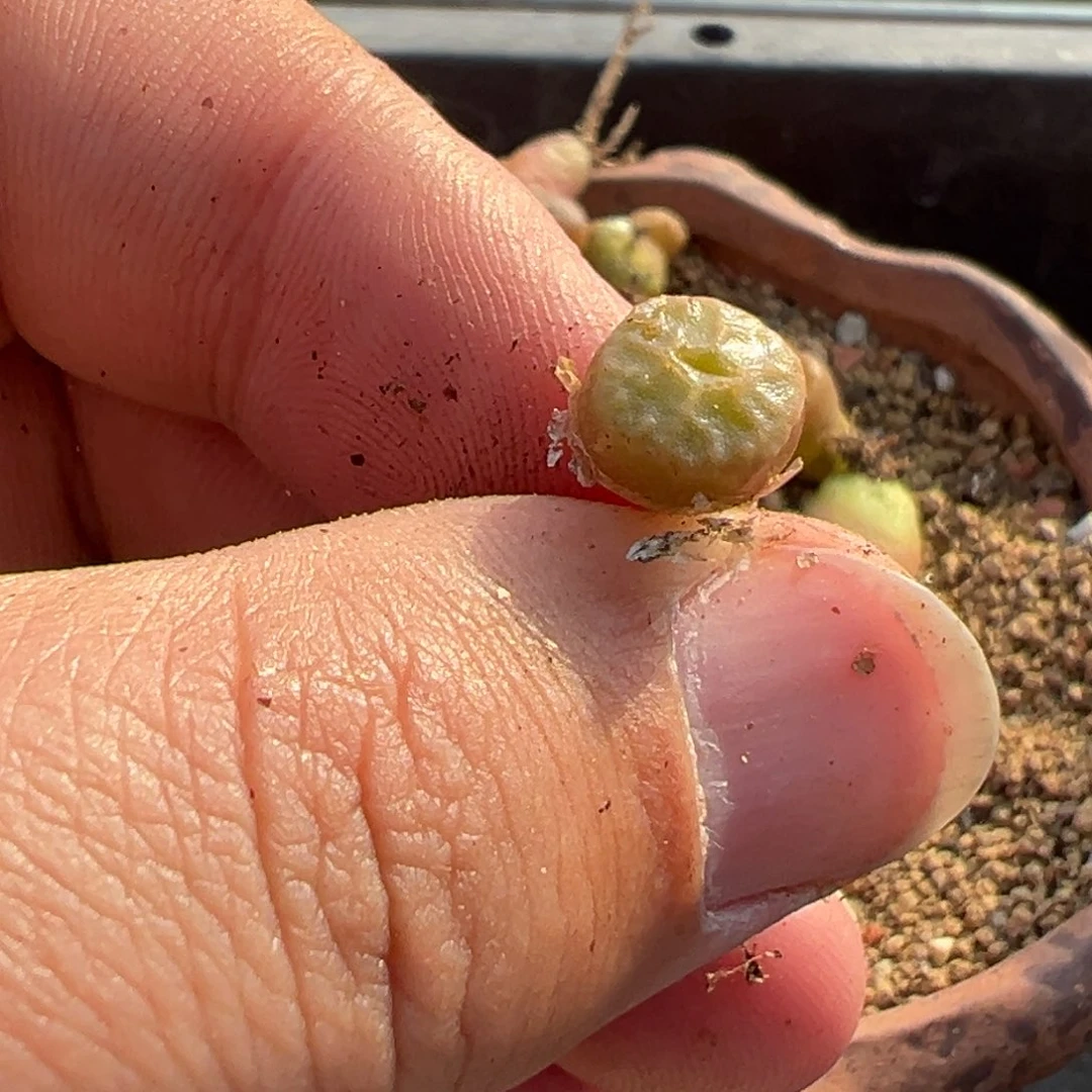 量拍烧麦一颗，多肉植物