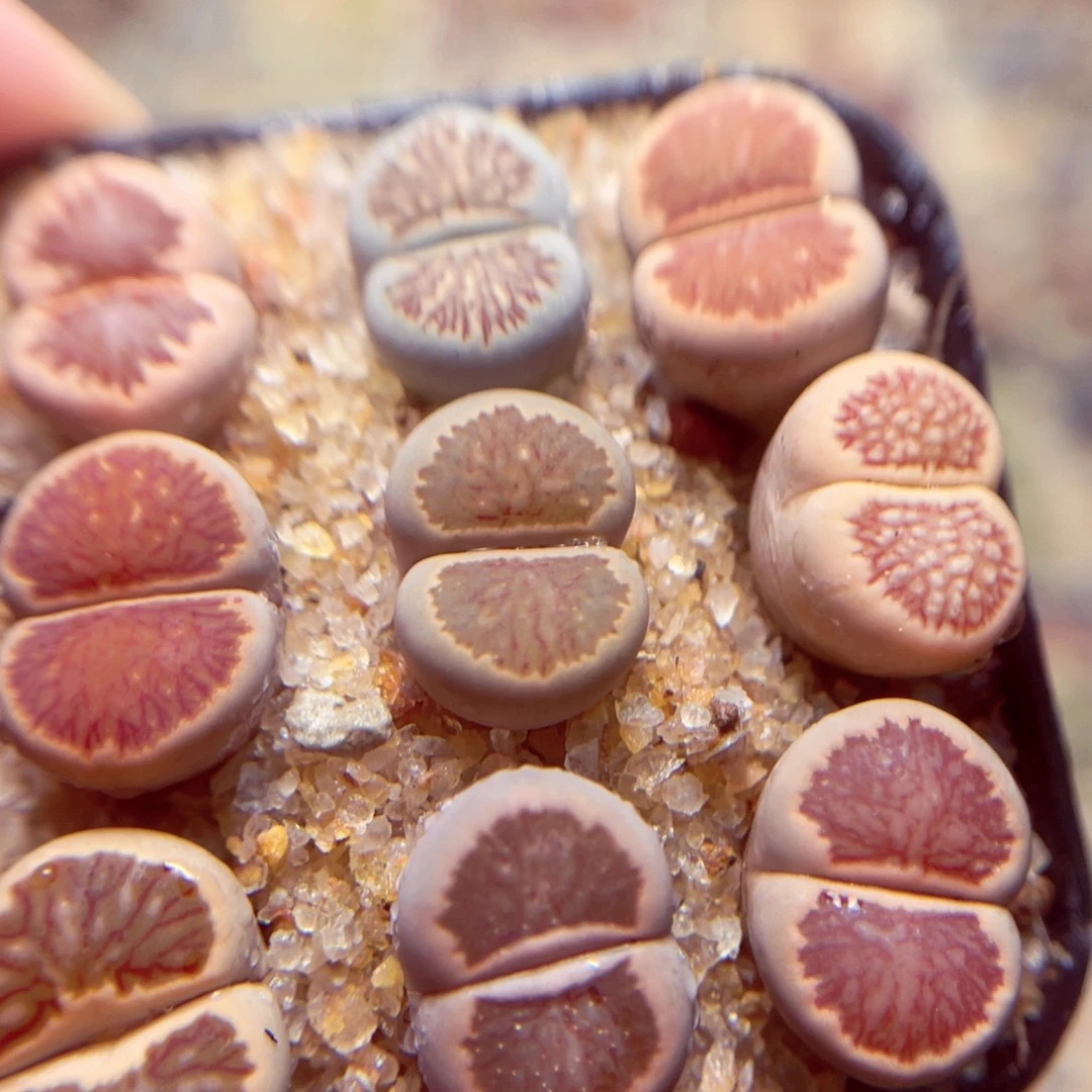 645号带盆包邮发货