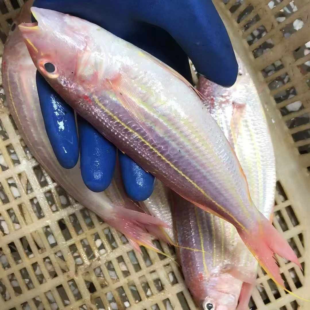 广东新鲜海鲜海捕金丝鱼【不帮杀的，1斤4-6条，到手4斤】