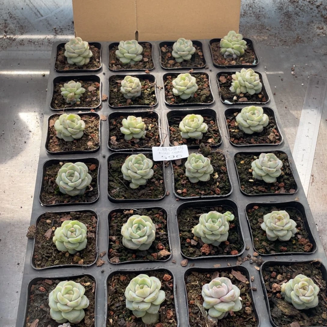 霂***4云糖心多肉植物596