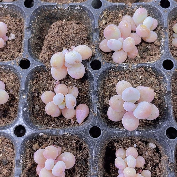 桃蛋【满10颗包邮】