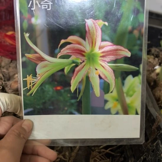 当前无花栽培后可以开花小奇4厘米裸根球3棵