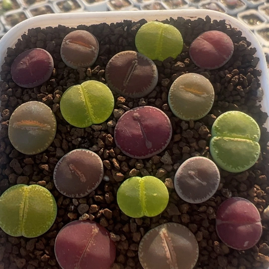 75多肉植物百科植物