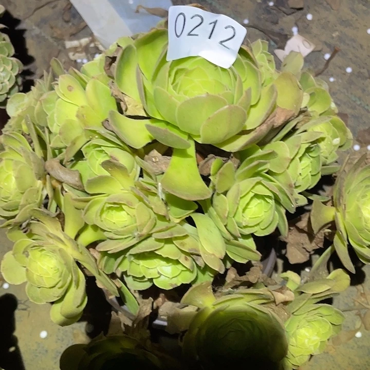 多肉植物法师212雨荷
