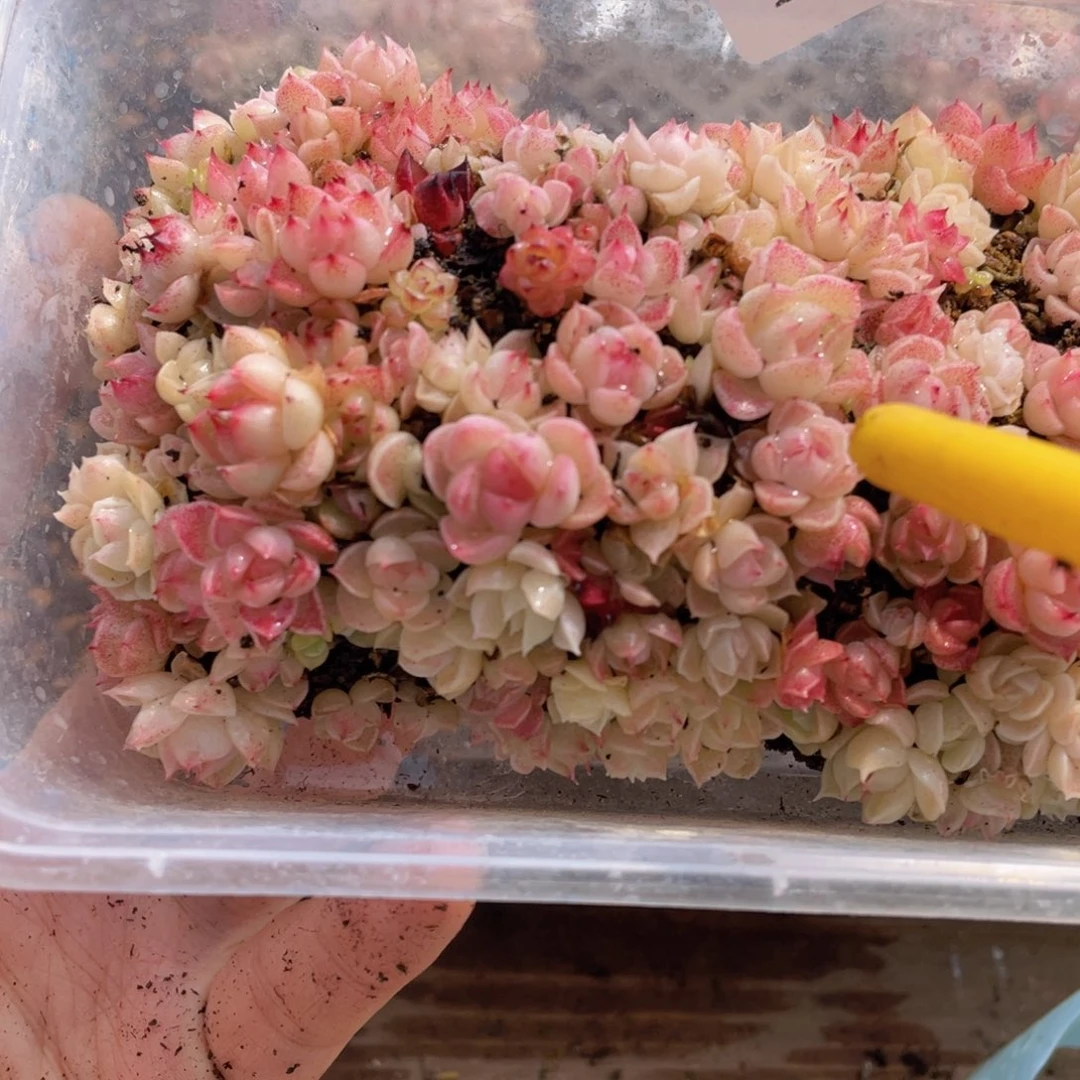 多肉植物多肉植物450