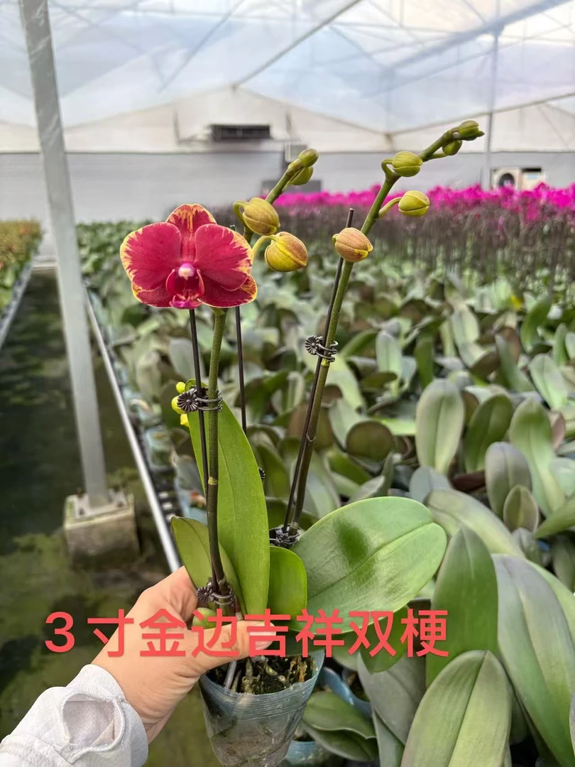 双梗金边吉祥，蝴蝶兰