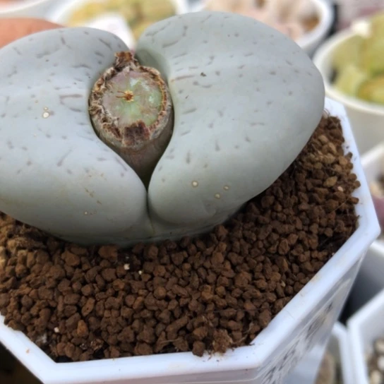 6038，大白一点点徒，5.5厘米