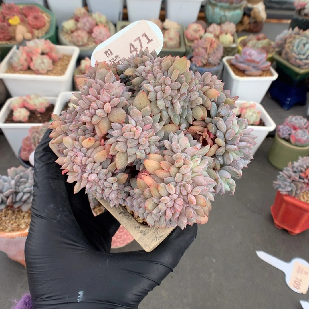 471 橙子缀多肉多肉