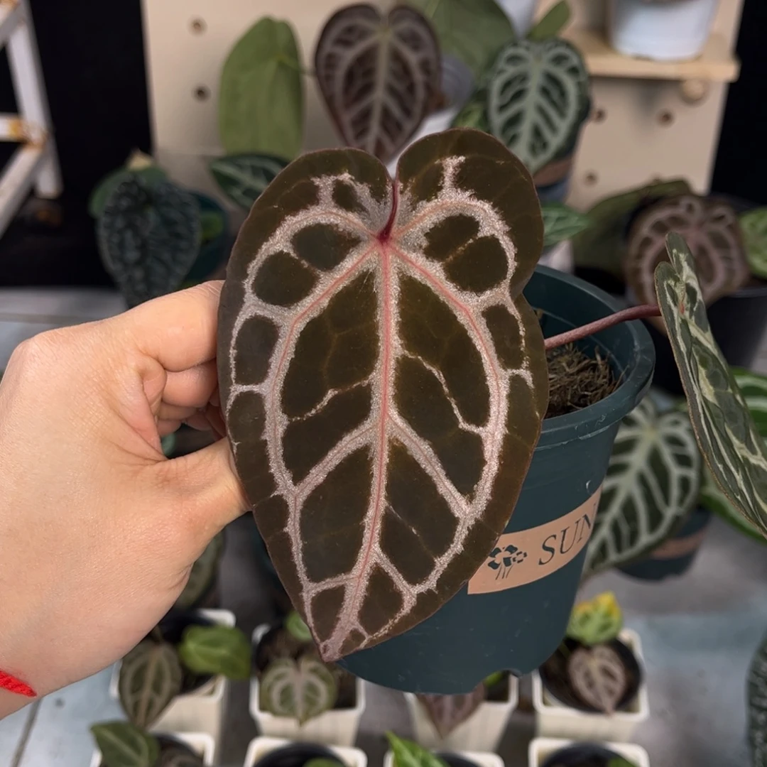 无花朵023 红水晶