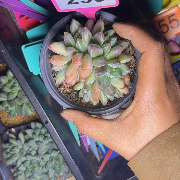 多肉植物彩体莫吉托239