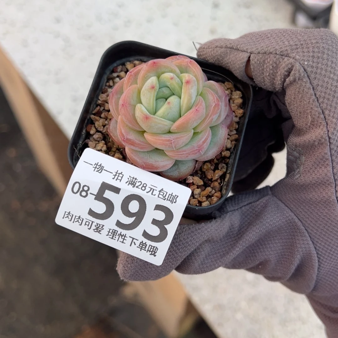 星星珍妮多肉多肉多肉多肉