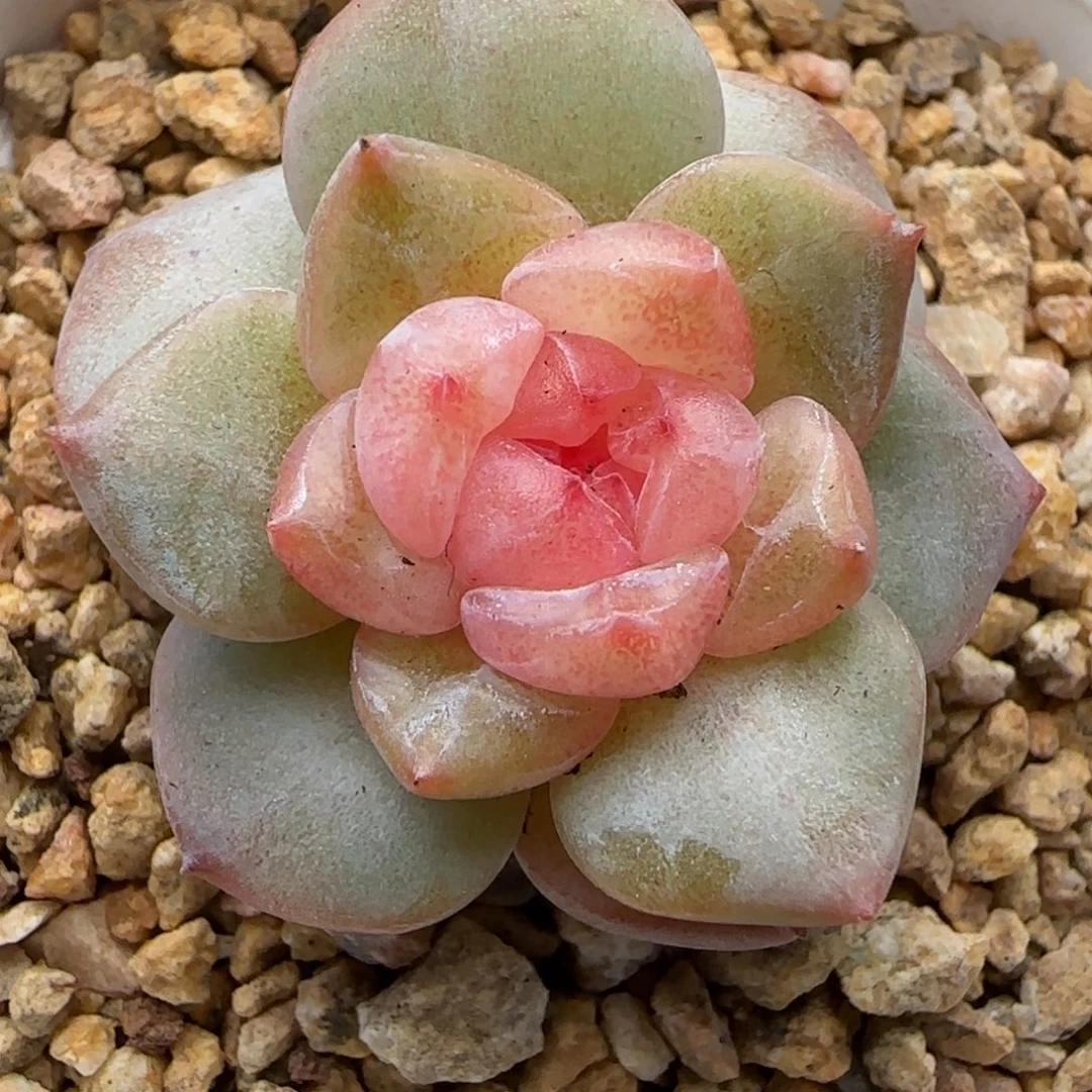 【29包邮非偏远】823开播福利