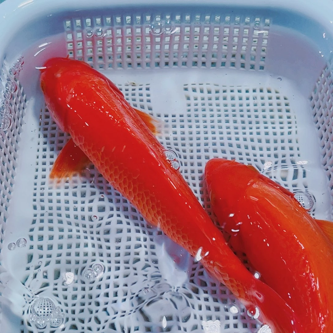 锦鲤16-18 2红锦鲤观赏鱼冷水