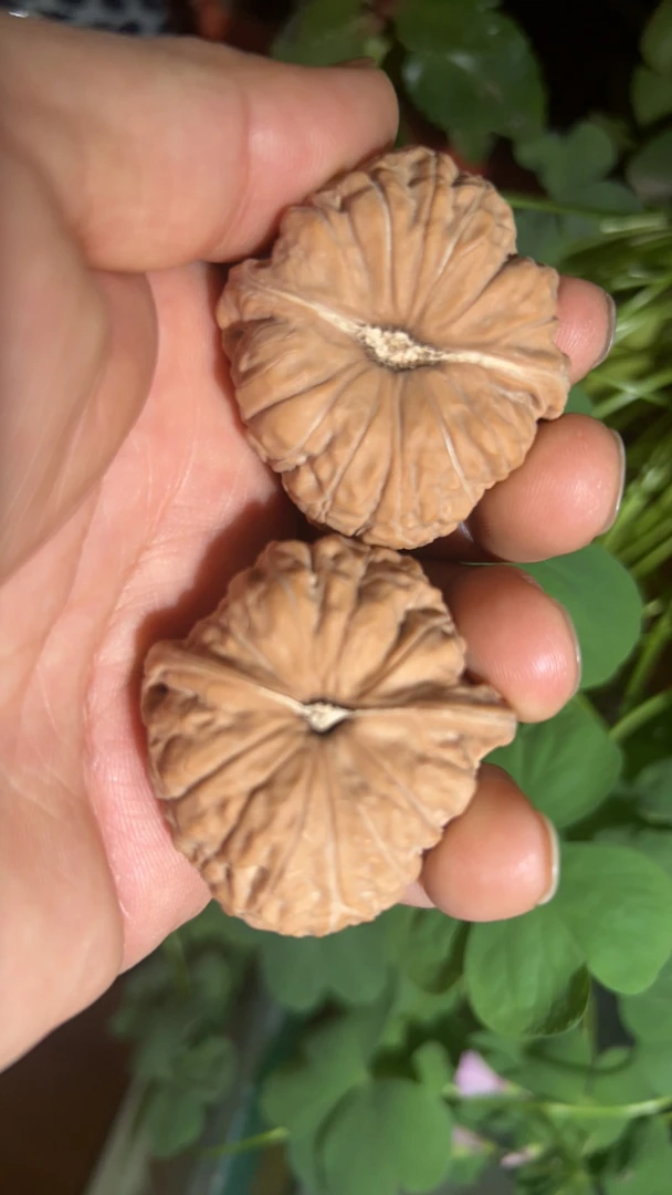 文玩核桃南瓜墩核桃野生天然小尺寸高端精品真狮子头男女收藏级