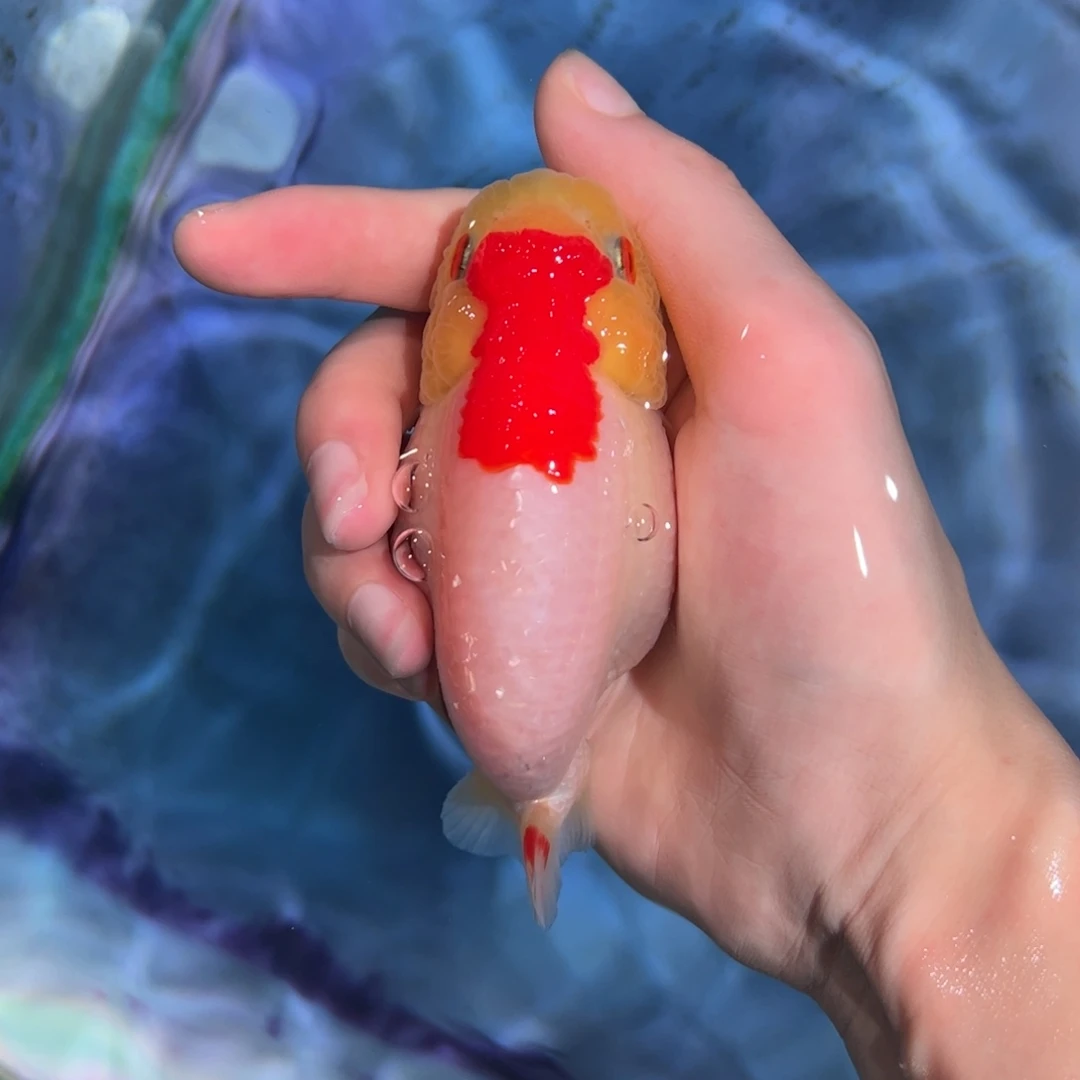金鱼买三条顺丰包邮陆运