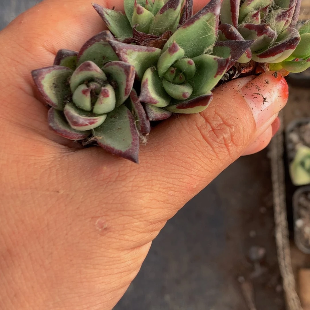 乌木小  （满9.99包邮不满9.99发叶子）