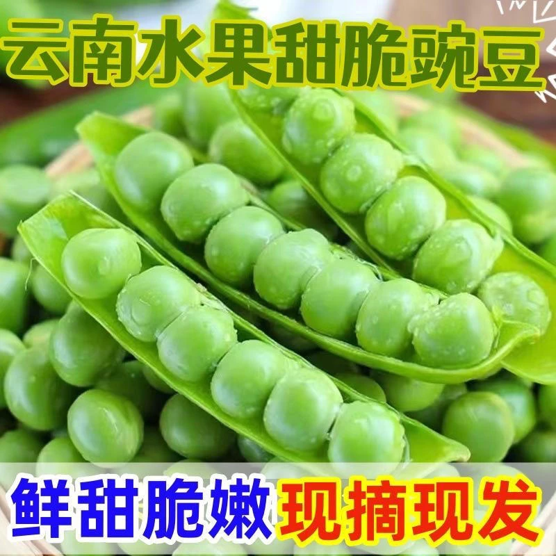 Q云南高山种植水果甜豌豆带壳青豌豆生吃炒菜应季蔬菜3-蔬菜新鲜