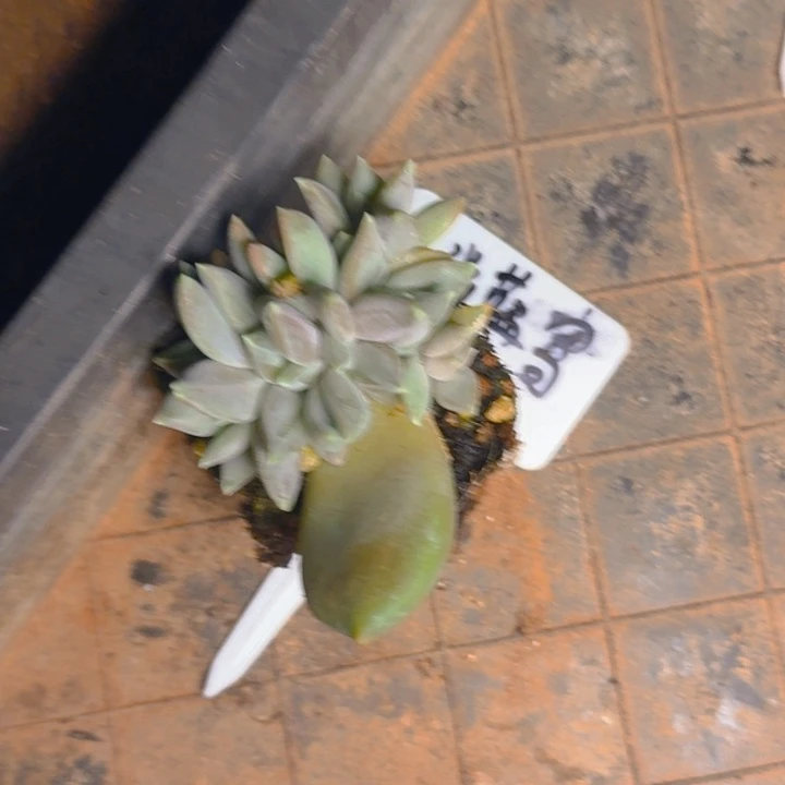 静****幽兰姐6头1111111