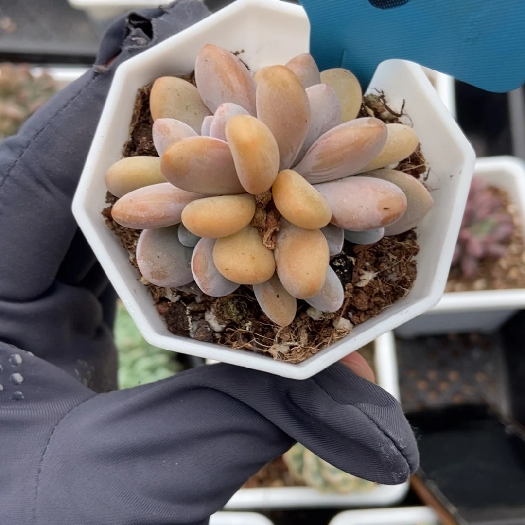 116粉兔多肉植物保护