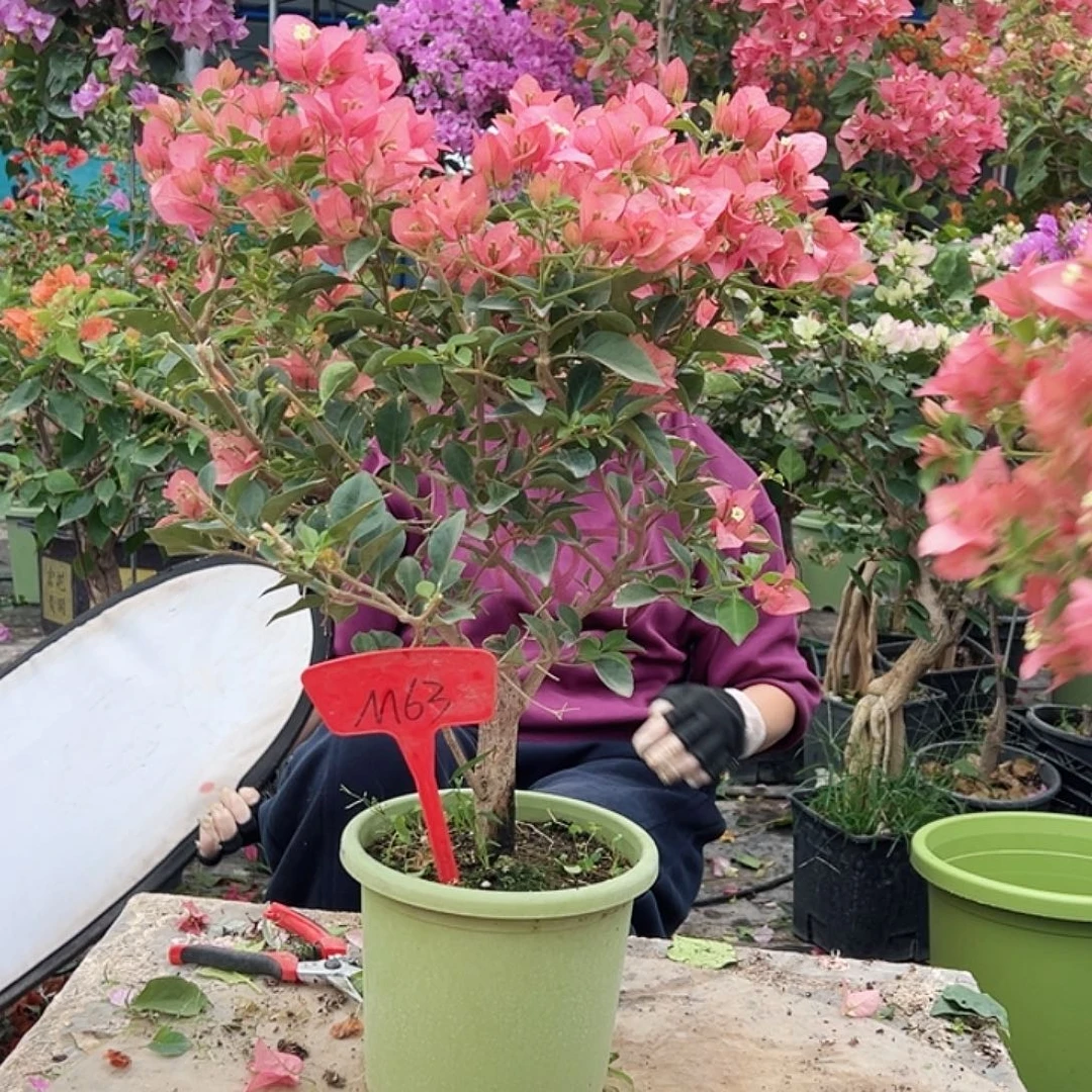 孙***姐大部分花苞少量开放M63卡亚塔