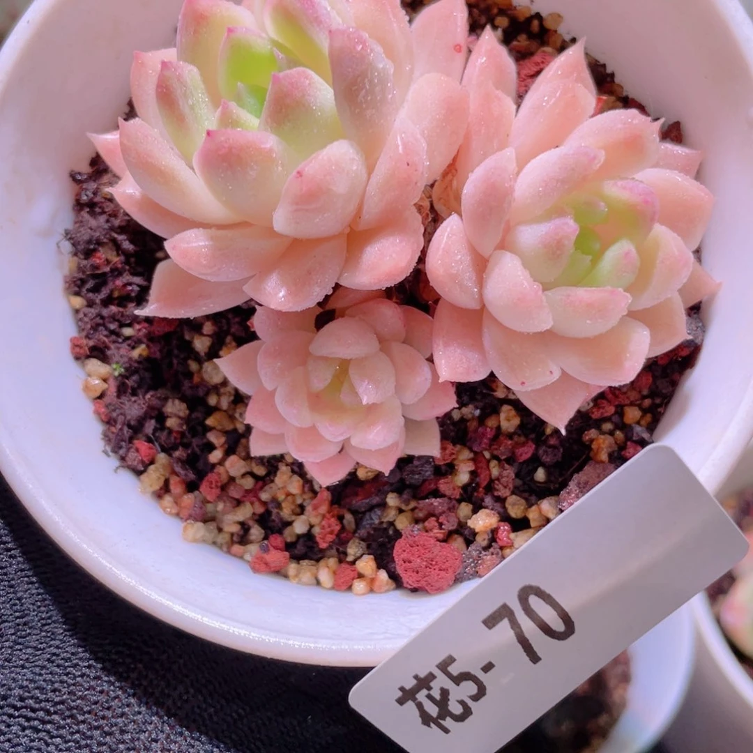 花利美5-70麦秆群