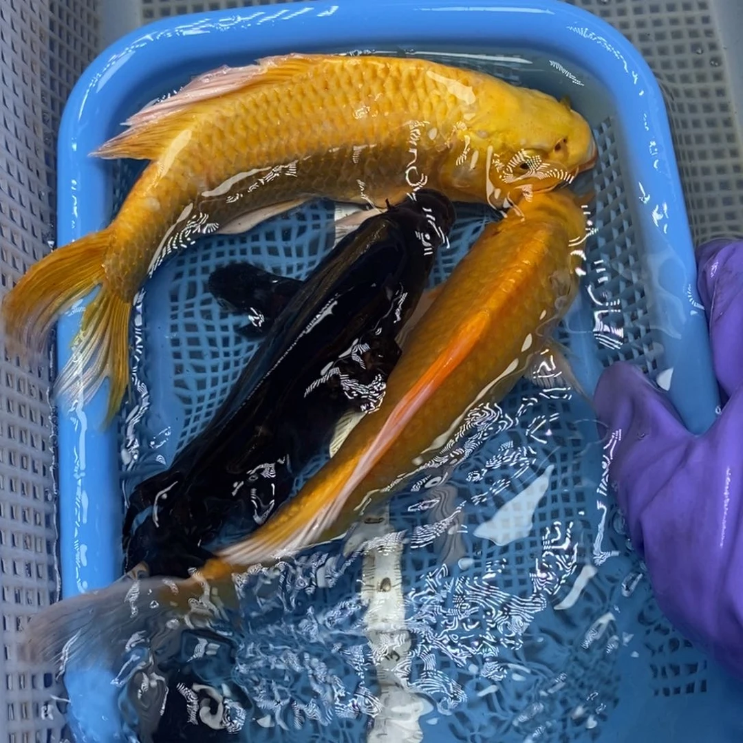 锦鲤冷水锦鲤包邮