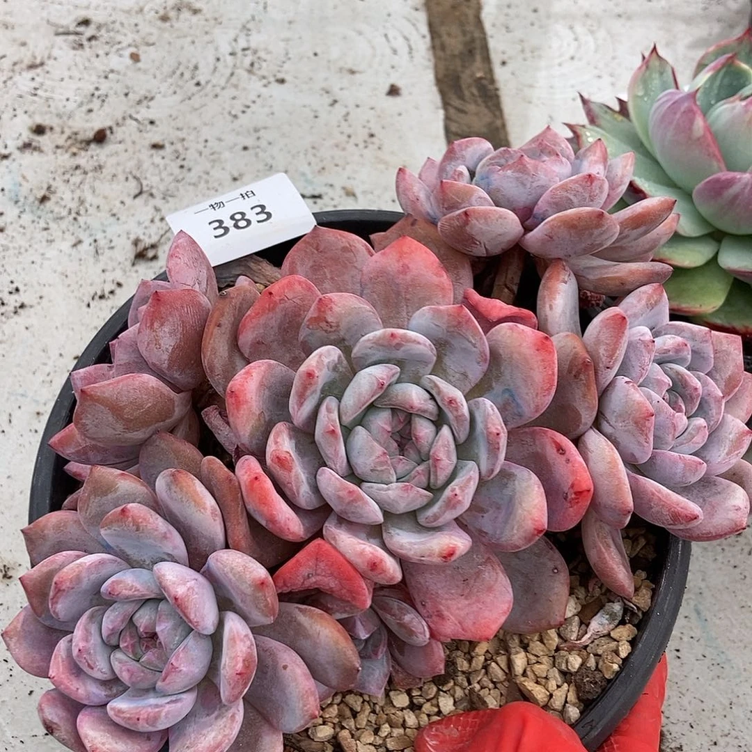 383 石榴籽一物一拍拍