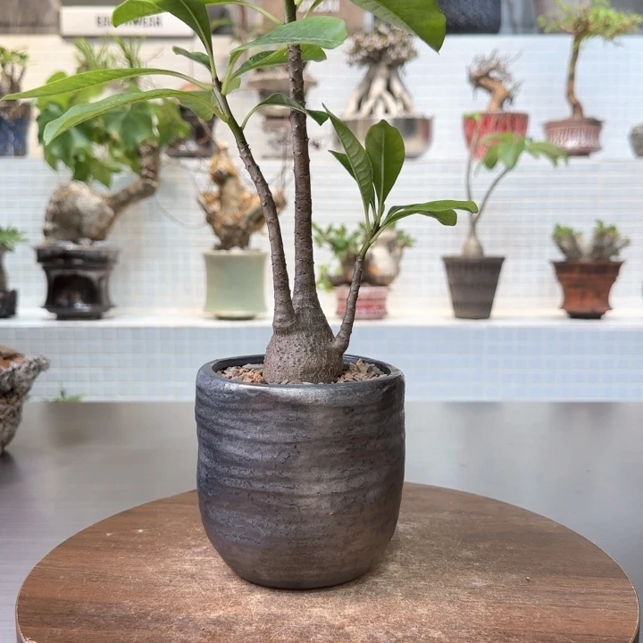 迪氏棒槌一物一拍