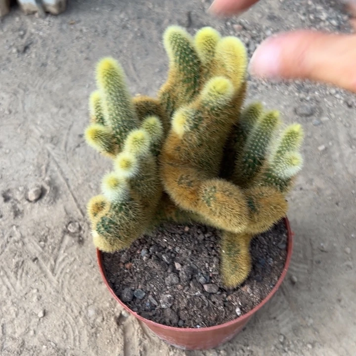 奶***狂吉祥如意。