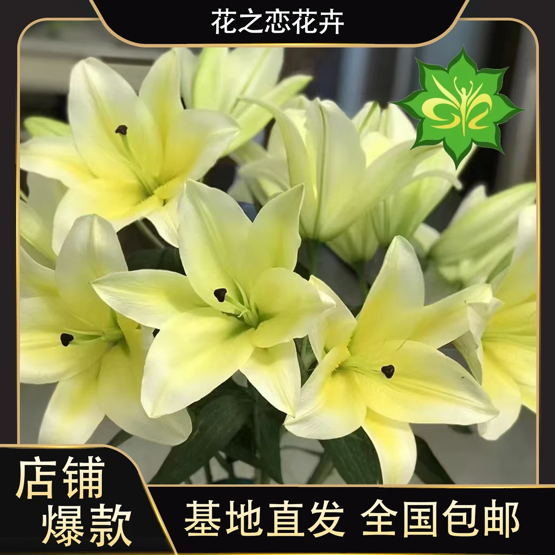 黄天霸   香水百合  居家办公优选《东北基地发货》