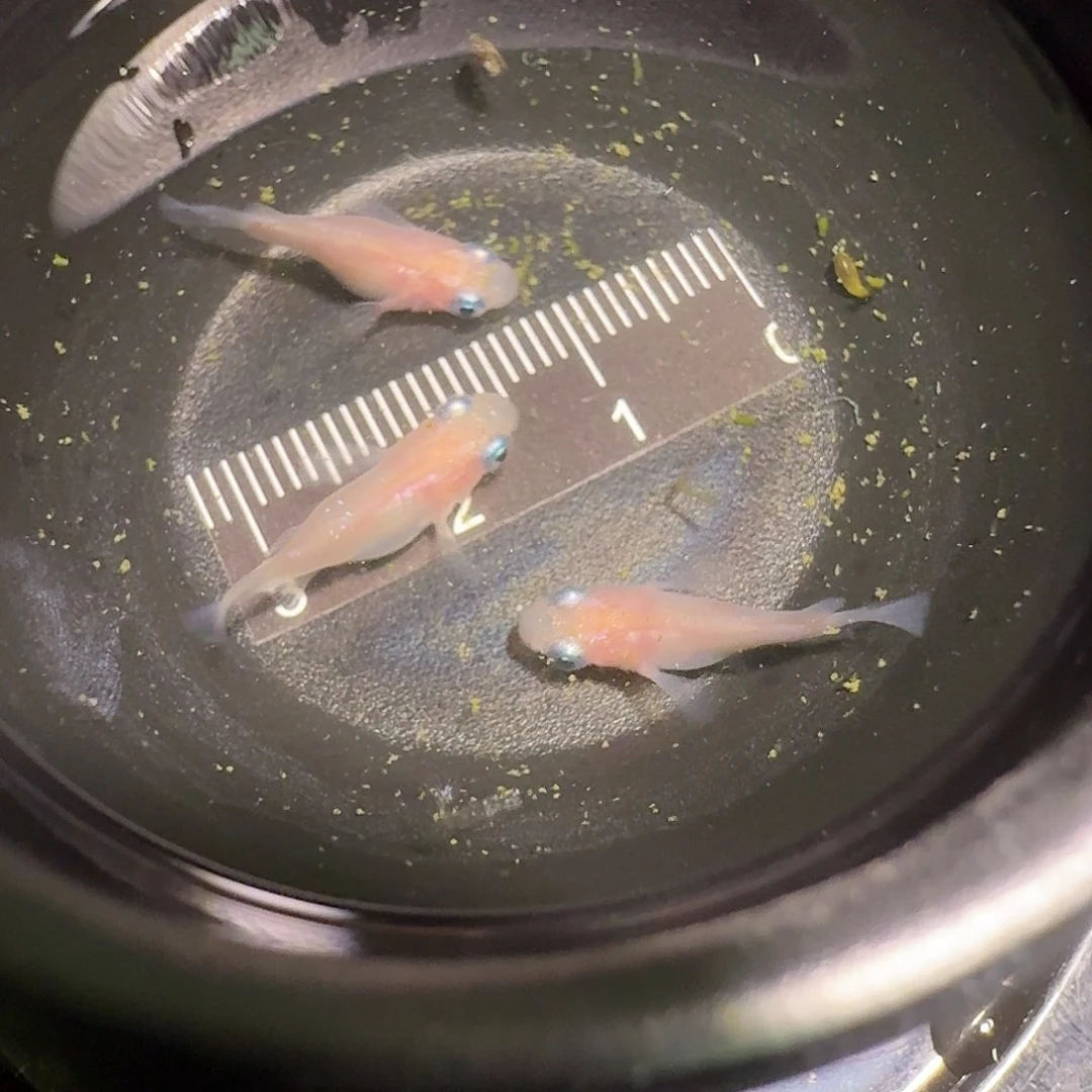 青鳉鱼一物一拍200