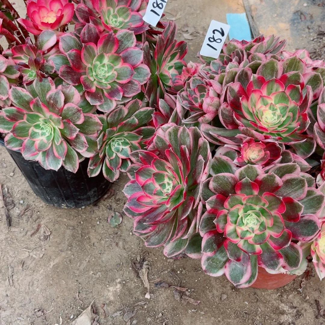 平***凡145181182三颗玉芙蓉多肉植物