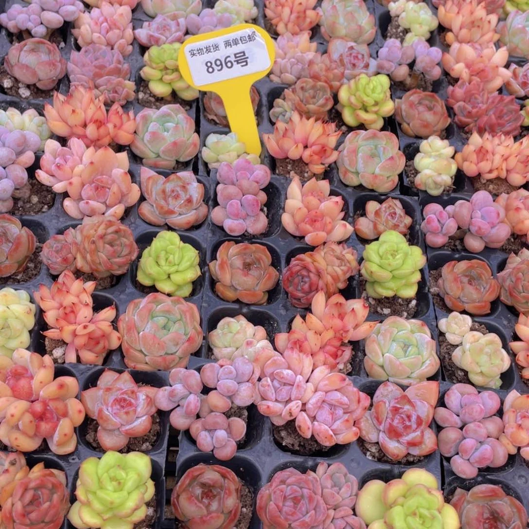 896号 精控七彩小可爱组合9个