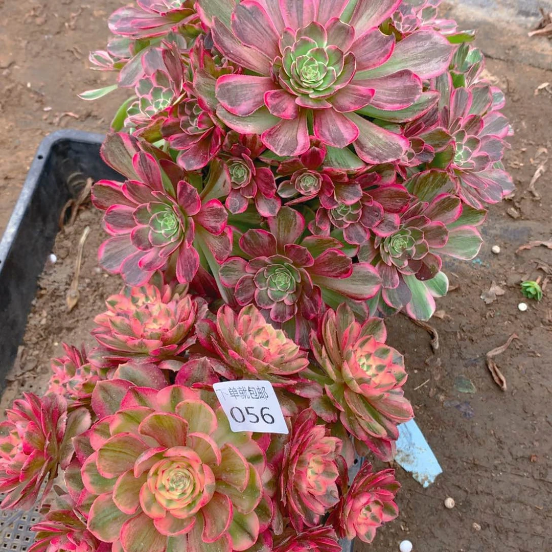 056法师组合老桩