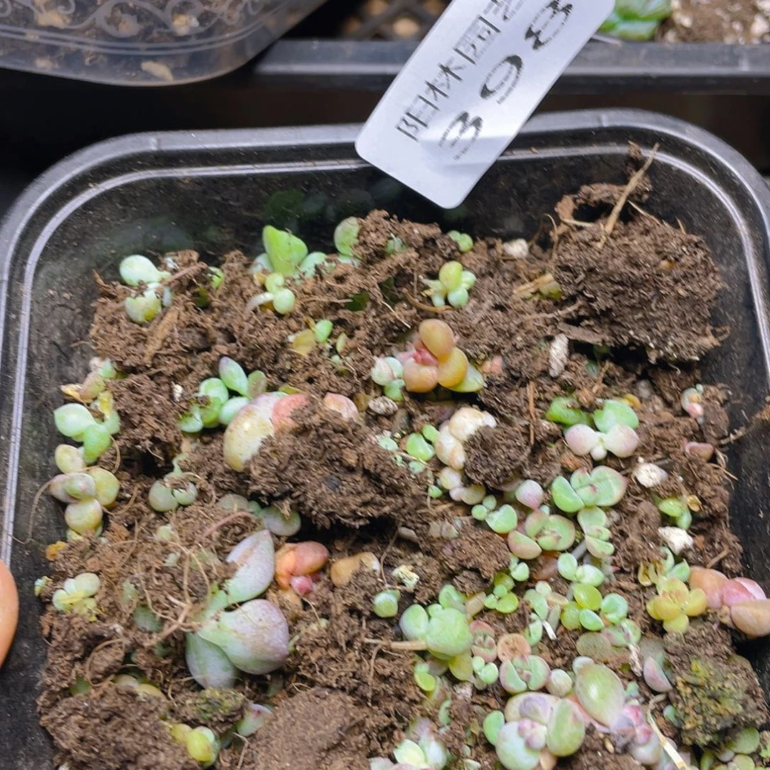 多肉植物多肉植物398