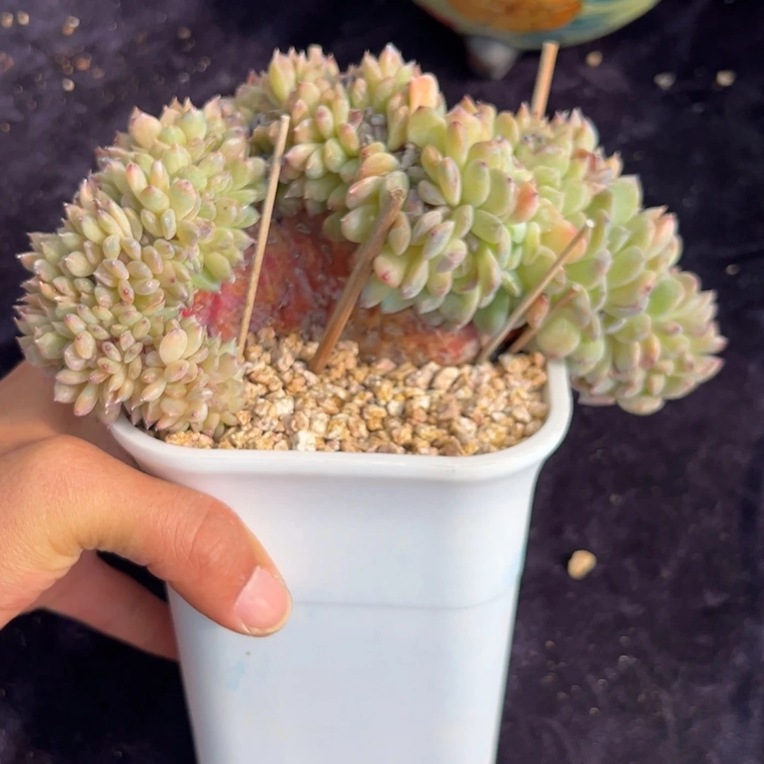 新年快乐 新年快乐