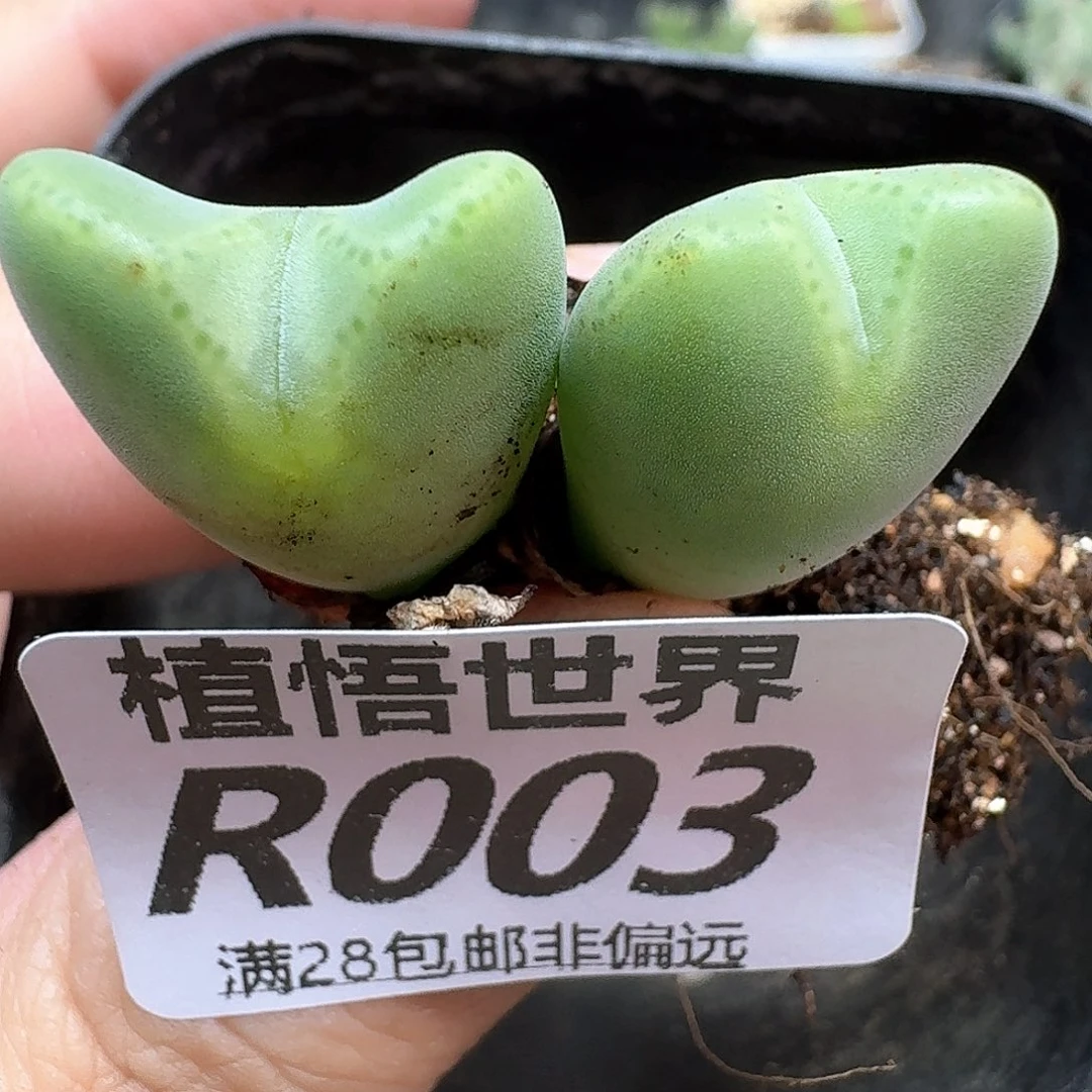 多肉植物的嘴和fnn