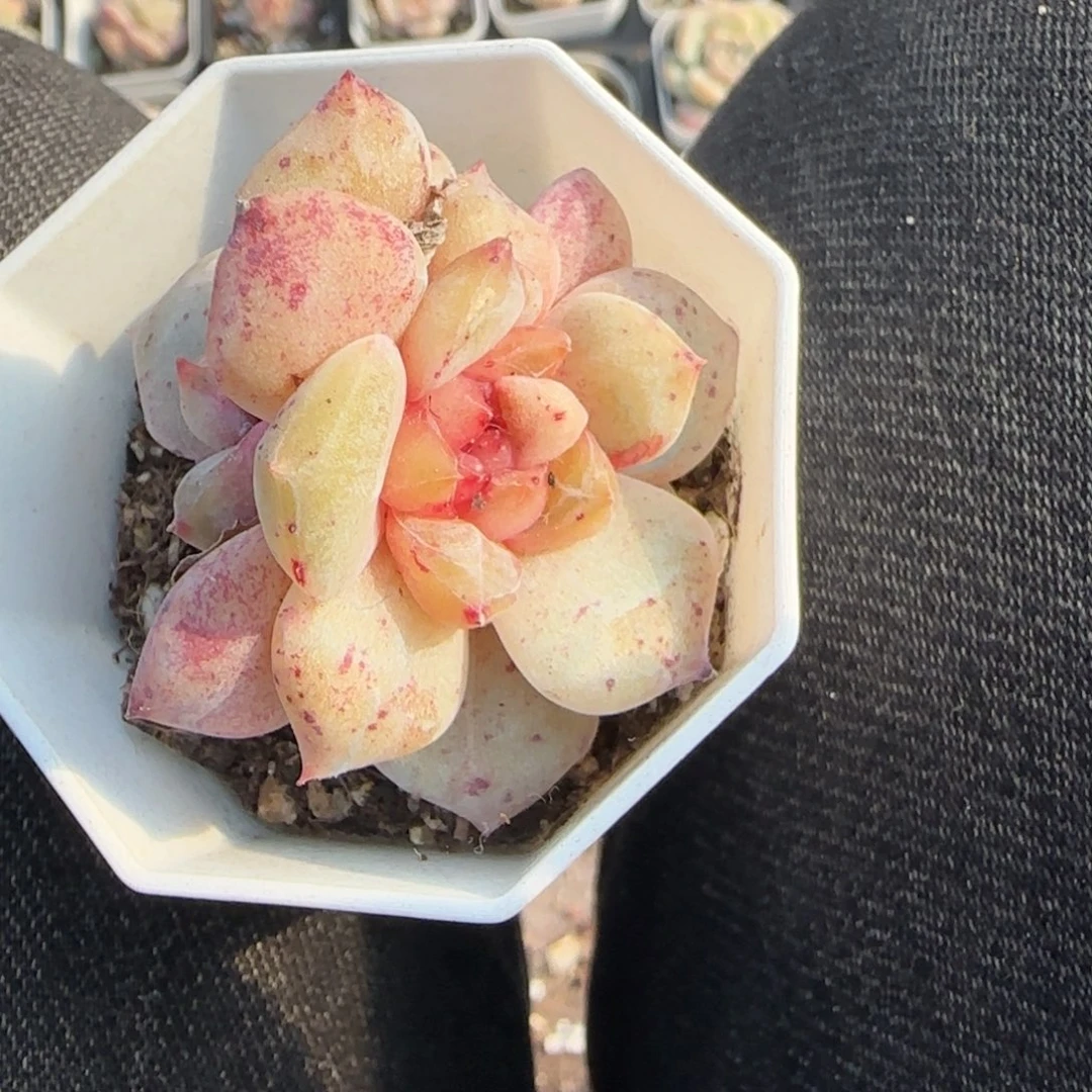 多肉小卡拉米糖心一物一拍