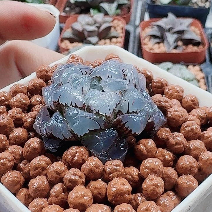 用***0无花朵十二卷紫玉兰 福利
