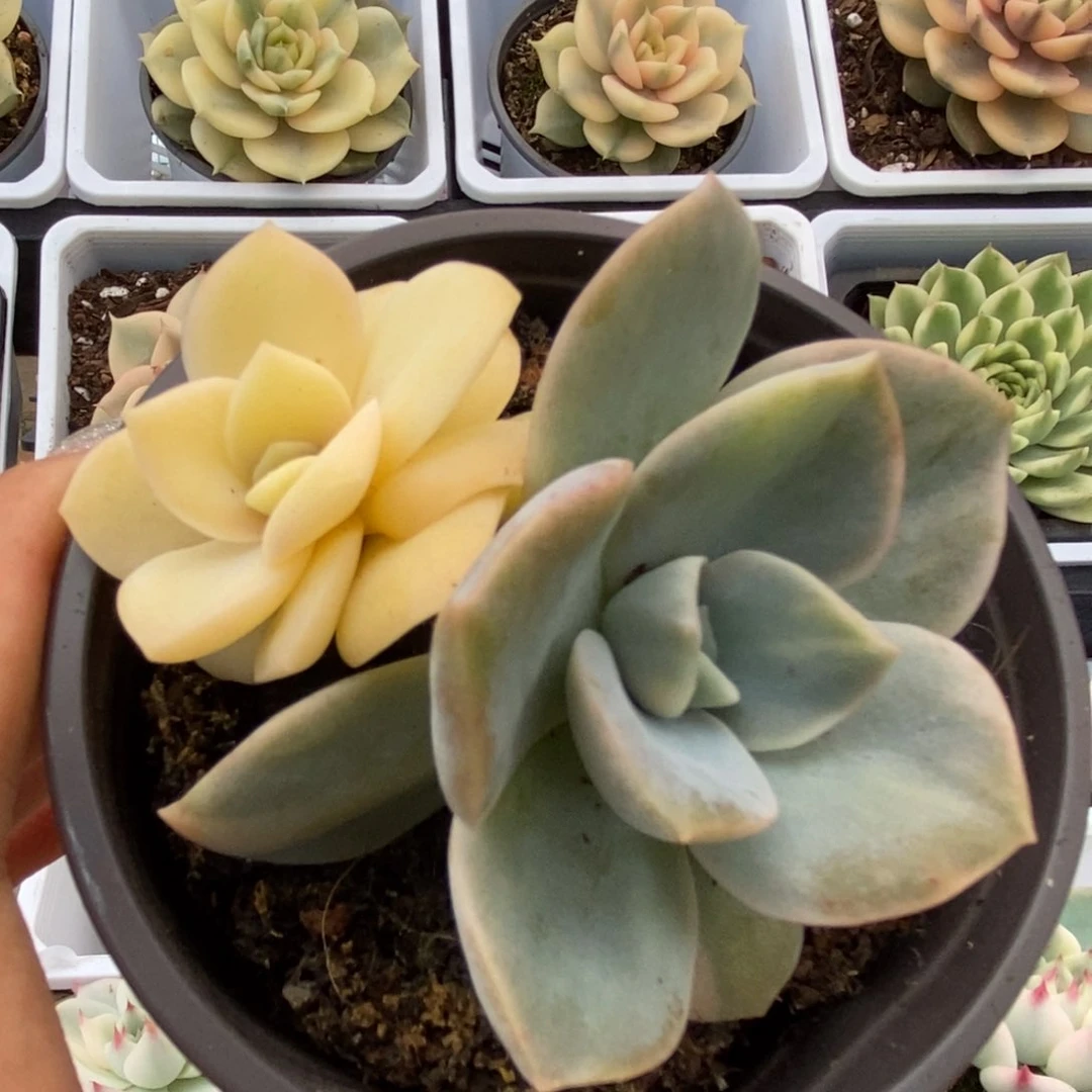 022可爱玫瑰锦锦锦锦锦