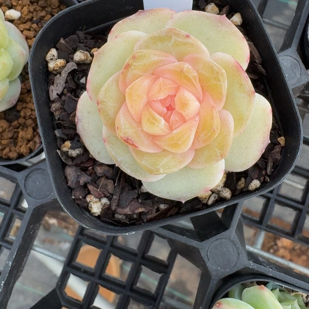 L****呀0219-10-来财F一颗单头