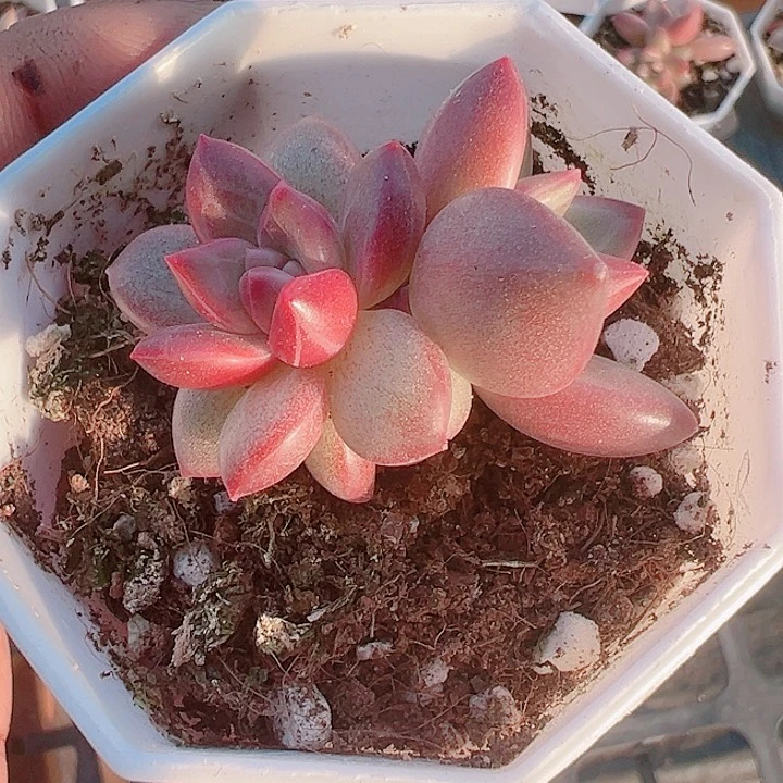 凤予美人精品多肉植物