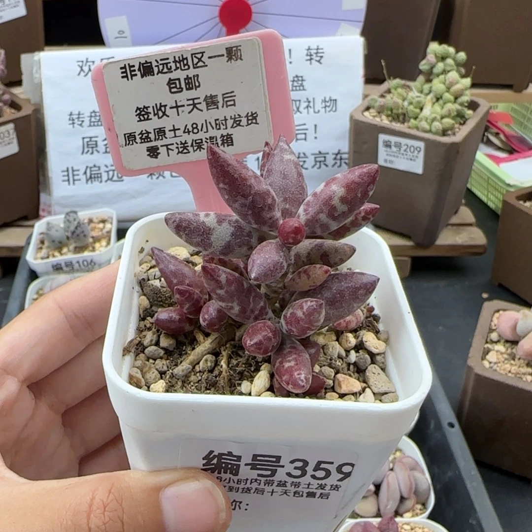 笛**处359梅花鹿爱掉叶补差