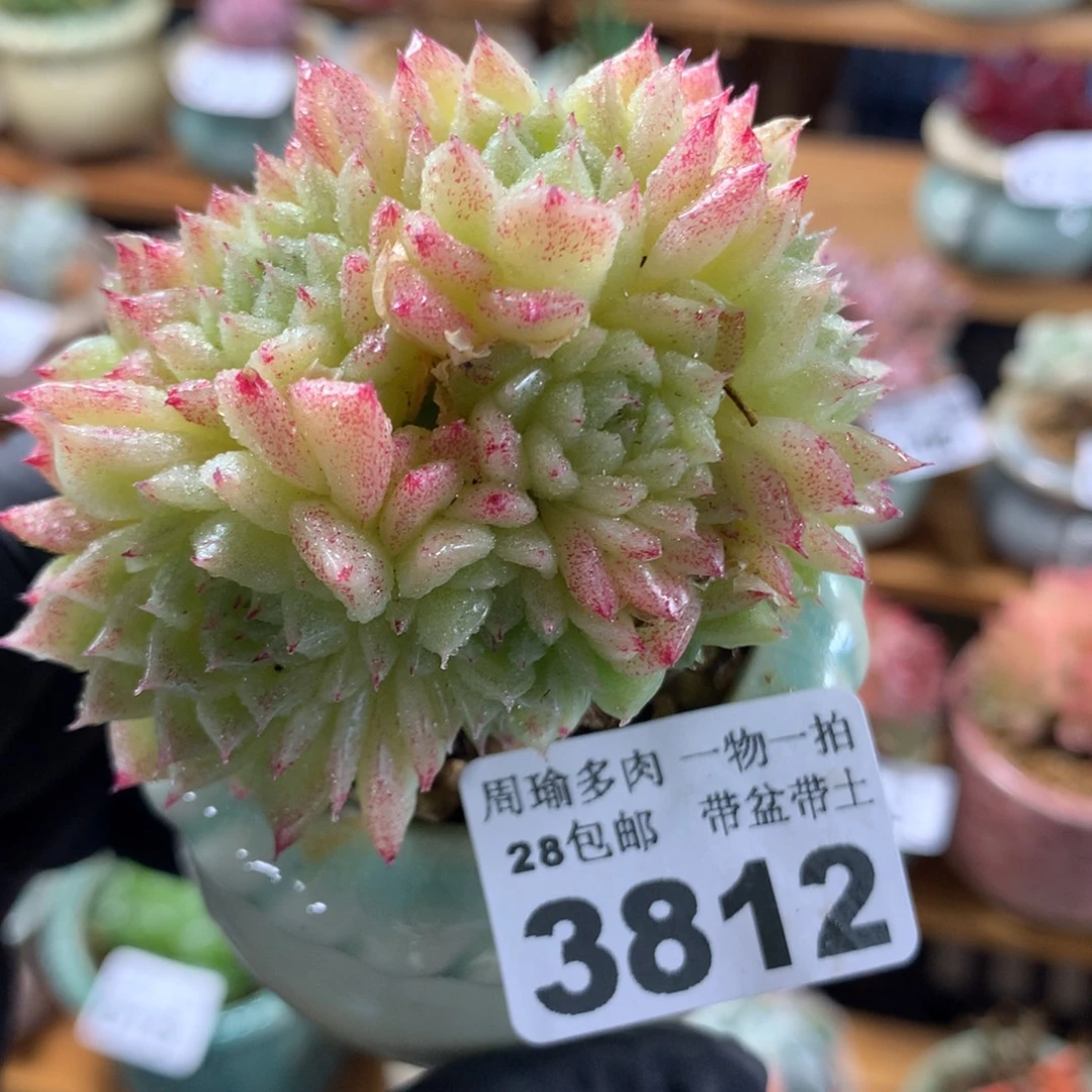 精控多肉植物3812
