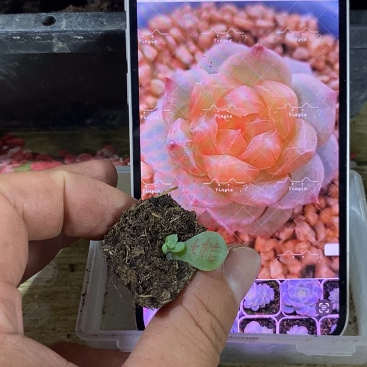 穴盘橙甜心芽苗一个
